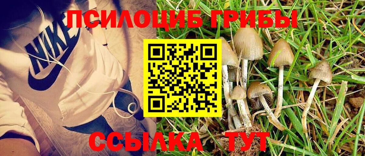 Губкинский  Псилоцибиновые грибы мицелий  Псилоцибиновые грибы прущие грибы  Вход с VPN 