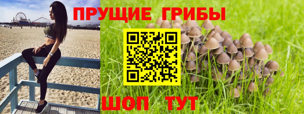 Псилоцибиновые грибы GOLDEN TEACHER Губкинский