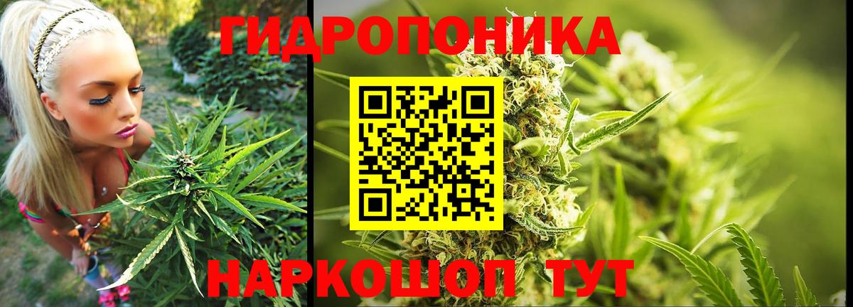 Бошки Шишки конопля Губкинский
